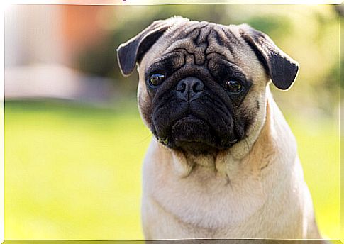 Hund mit hervorstechenden Augen