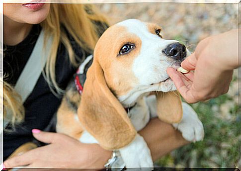 Reward for dog after cleaning the eyes