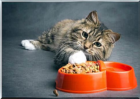 How to feed a cat with cancer  Important tips!