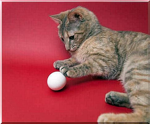 Cat plays with ball