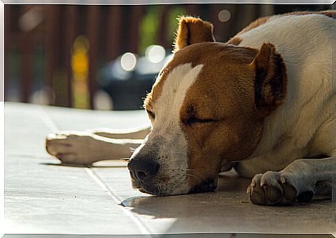 Wie erkenne ich, ob mein Hund Fieber hat?