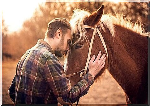 How do you know if your horse loves you?