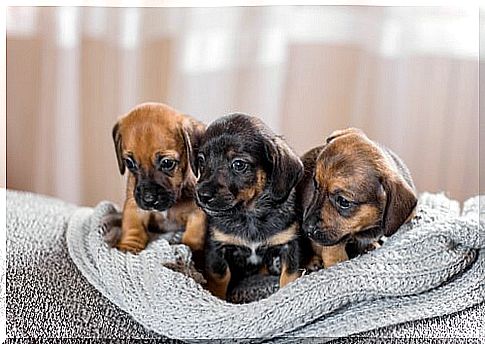 Prepare a suitable puppy porridge.