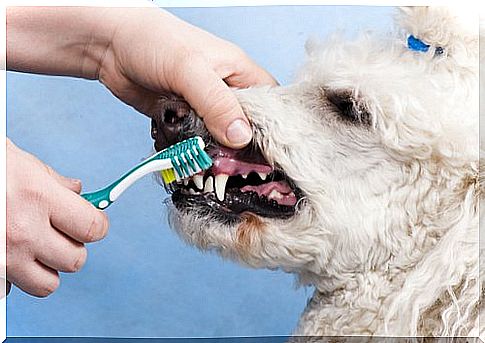 Prevention against tartar in dogs