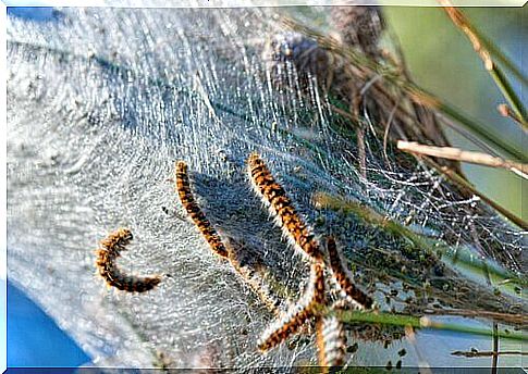 Caterpillars on a bush