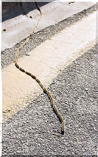 Crawler train crosses the road