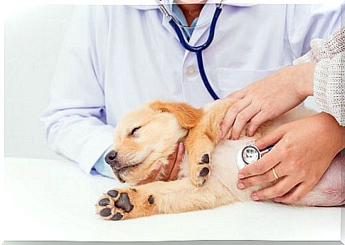 What is your pet's vet exam like?