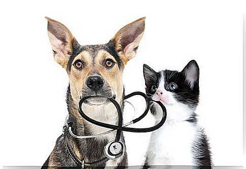 Dog and cat with stethoscope