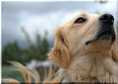 How to brush a dog's fur