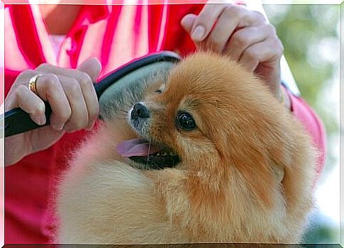 How to brush a dog's fur - mistress brushes dog