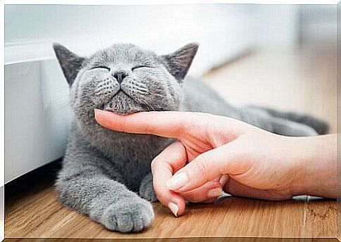 build a good relationship with a cat