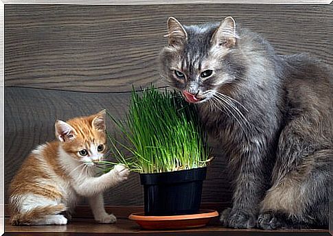 Cats nibble on cat grass