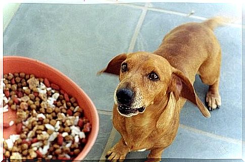 During the economic crisis - dog is waiting for food