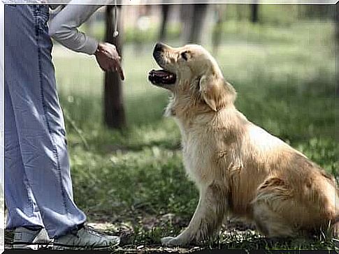 How to teach the dog to sit