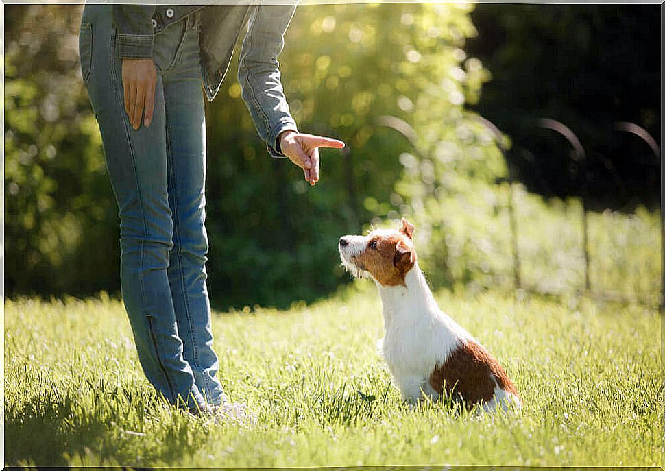 Woman gives orders to a dog