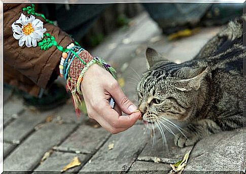 How to win a street cat's trust