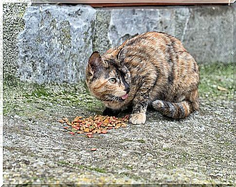 Stray bends over his dry food