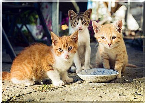 Kittens in front of the milk plate