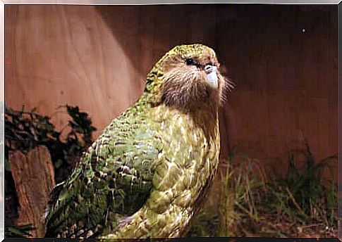 Giant parrot spotted in New Zealand