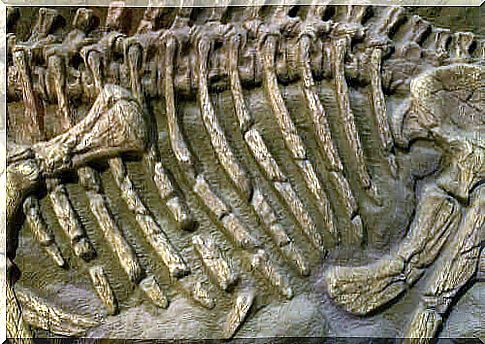 Fossil skeletal remains