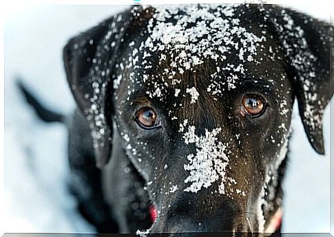 Hypothermia in Dogs