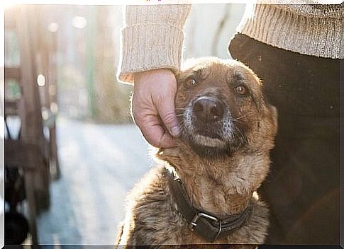 With you to the end of the world - dog and owner