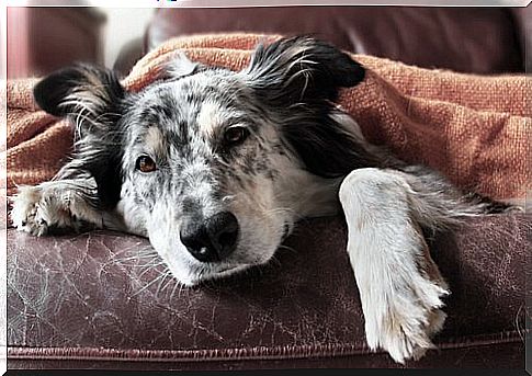 Canine Flu: Symptoms and Treatment