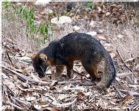 Insular giant and dwarf growth: the California island gray fox