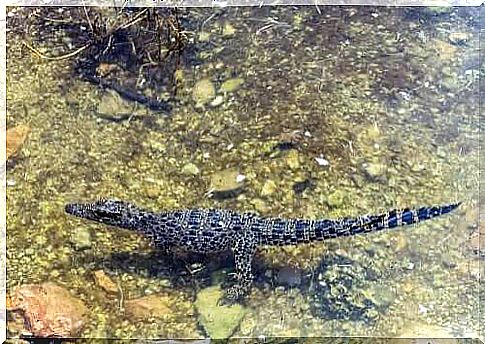 The Cuban crocodile is another example of insular giant and dwarf growth in the animal kingdom