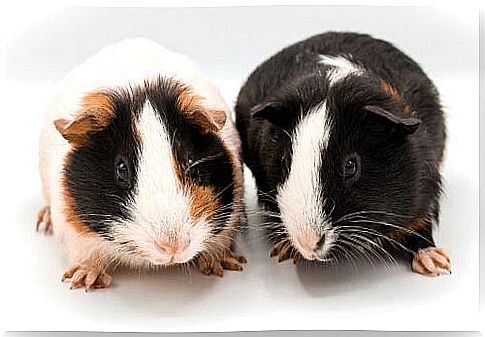 Interesting facts about guinea pigs