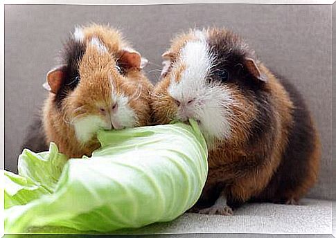 Interesting facts about guinea pigs: they need a lot of vitamin C.