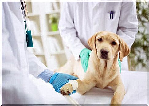 Treating tetanus in dogs