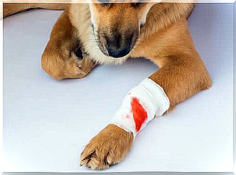 How to recognize tetanus in dogs