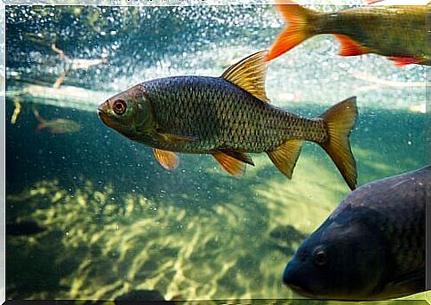 Interesting facts about the reproduction of carp in ponds