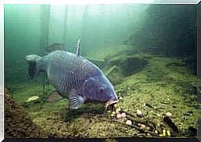 Carp in the pond