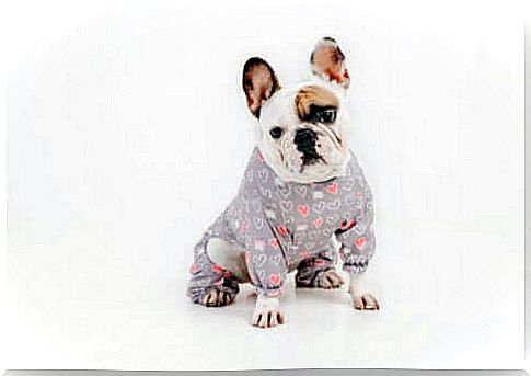 Are Dogs Comfortable and Comfortable to Wear Clothes?