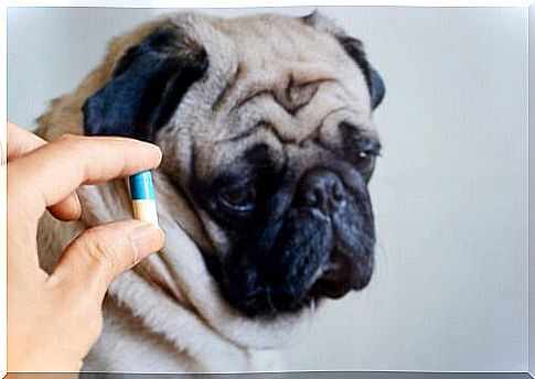 Is It Good To Give Your Pet Antibiotics?