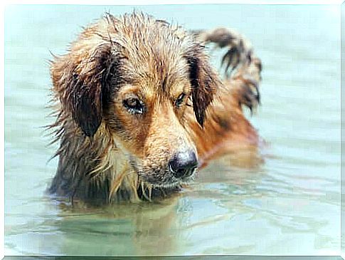 Is Sea Water Harmful to Dogs?