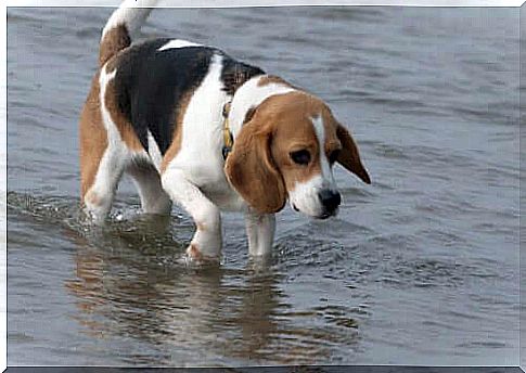 Beagle wades through the sea