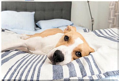 Dog lies dead on the bed