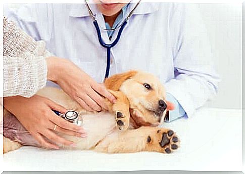 Kidney Disease in Dogs