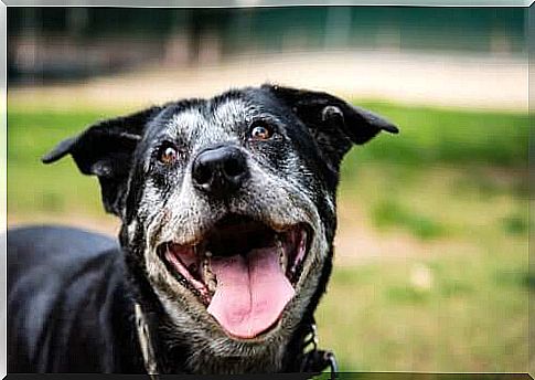 Senior dog smiles at the camera