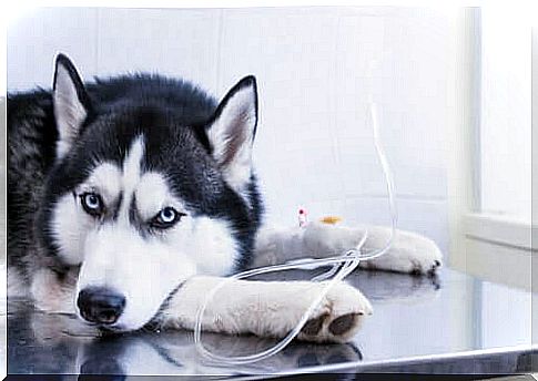 Husky at the vet