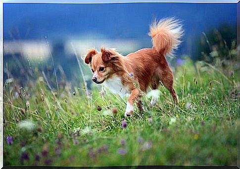 your pet's mood - chihuahua on meadow