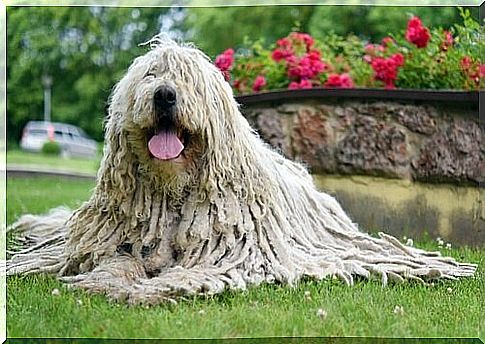 Komondor: the Hungarian shepherd dog with dreadlocks