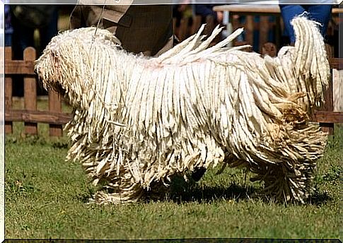 Komondor, der Hund mit dem Rasta-Fell