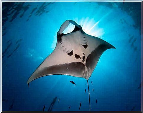 Manta rays: beautiful and mysterious