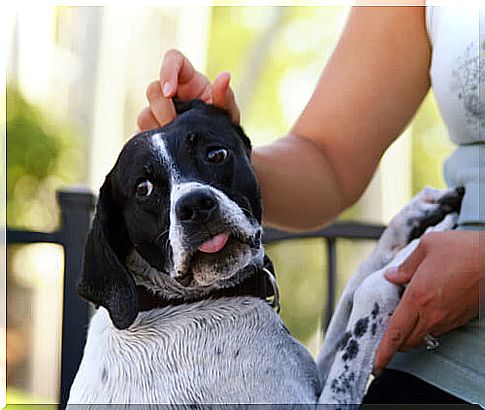 Dog afraid of fireworks