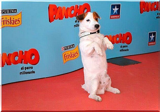 Memory of the most famous dogs from cinema and television