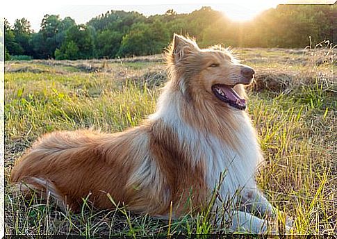 Lassie, one of the most famous dogs.